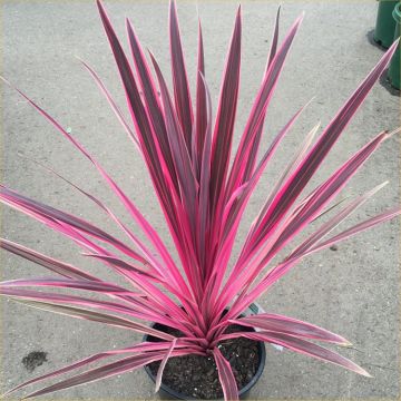 WINTER SALE - LARGE - Cordyline australis "Pink Passion" - Stunning Pink Patio Torbay Palm Cordyline 65-75cm tall