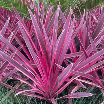 Pair of Cordyline Pink Passion - Stunning Hardy Torbay Palms