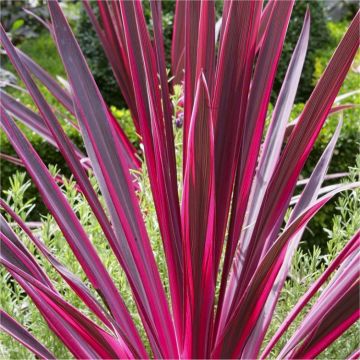 Cordyline australis "Pink Passion" - Stunning Pink Patio Torbay Palm Cordyline