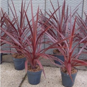 Cordyline australis Red Star - Patio Torbay Palm