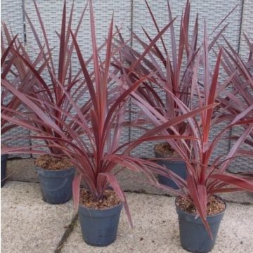 Cordyline australis Red Star - Patio Torbay Palm - Pack of TWO
