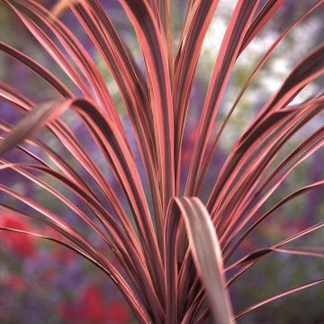 Pink Cordyline 'Southern Splendour' - Stunning Hardy Torbay Palm
