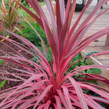 Large Pink Cordyline 'Southern Splendour' - Stunning Hardy Torbay Palm Specimen