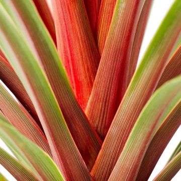 Cordyline Sunset - Torbay Palm