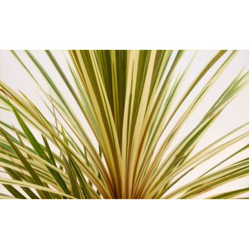 Cordyline Torbay Dazzler - Exotic Variegated Palm - LARGE Specimen