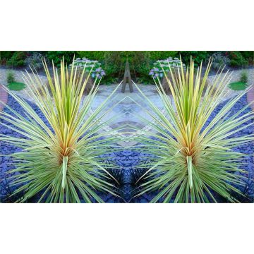 Cordyline Torbay Dazzler - Exotic Variegated Palm