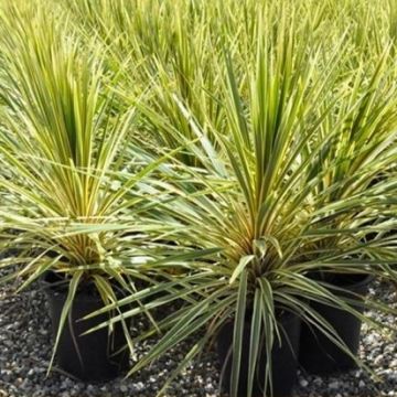 Cordyline australis Torbay Sparkler Dazzler - LARGE