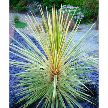 Cordyline Torbay Dazzler - Exotic Variegated Palm