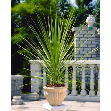 LARGE Cordyline australis Verde - Hardy Green Torbay Palm - Circa 100-120cm tall