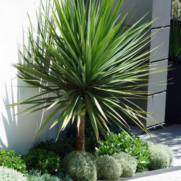 SPECIAL DEAL - Cordyline australis - GIANT EXTRA LARGE 5-6ft Specimen Palm