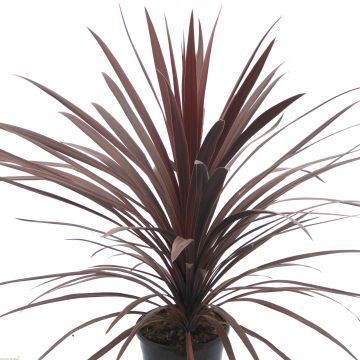 Cordyline australis Red Star - Purple Torbay Palm - 80-120cm LARGE SPECIMEN