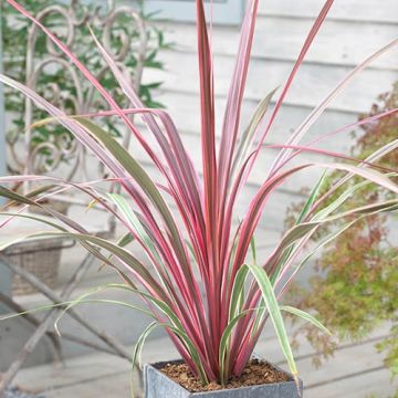 Cordyline 'Can Can' - Stunning Hardy Torbay Palm