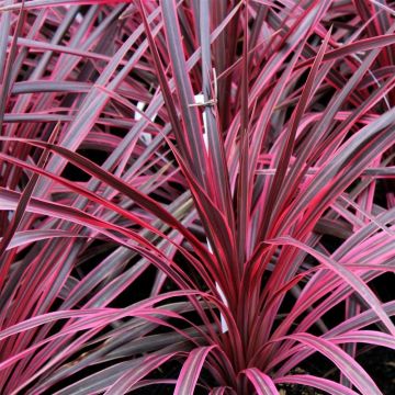 Cordyline 'Salsa' Pink Cordyline - Stunning Hardy Torbay Palm