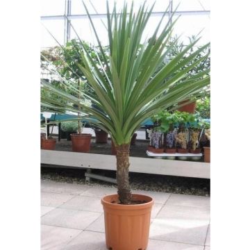 Cordyline australis Verde - 120-150cms tall Plant - GIANT EXTRA LARGE 4-5ft Specimen Palm