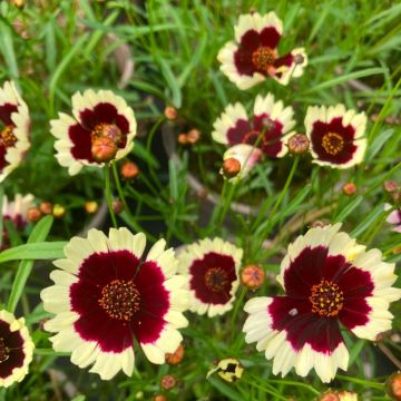 Coreopsis verticillata 'Chorasan Burgundy and White' - In Bud & Bloom