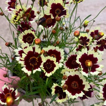 Coreopsis verticillata 'Chorasan Burgundy and White' - In Bud & Bloom