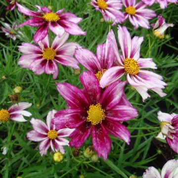 Coreopsis Big Bang Cosmic Evolution