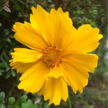 Coreopsis grandiflora "Mayfield Giant"