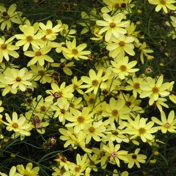 Coreopsis Moonbeam - Tickseed