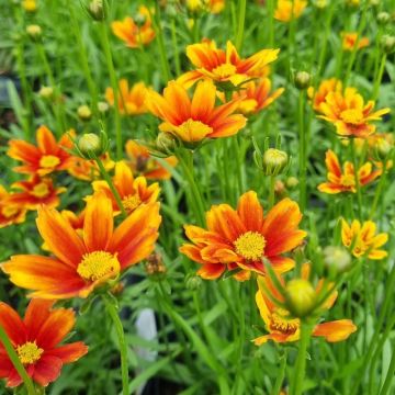 Coreopsis Li'l Bang 'Orange Elf'