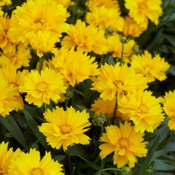Coreopsis grandiflora Sunray - In Bud & Bloom