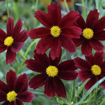 Coreopsis Li'l Bang 'Red Elf'