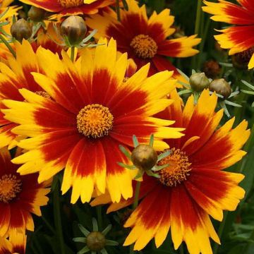 Coreopsis grandiflora 'Solar Jewel'