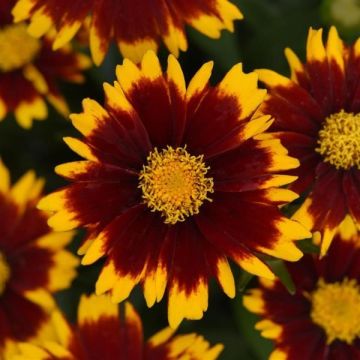 Coreopsis Uptick Red