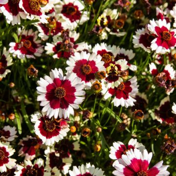 Coreopsis verticillata 'Chorasan Burgundy and White'