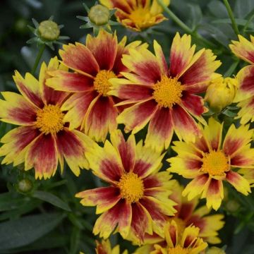 Coreopsis Li'l Bang 'Enchanted Eve'