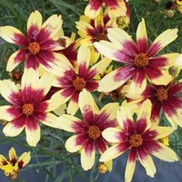 Coreopsis Li'l Bang 'Enchanted Eve Red'