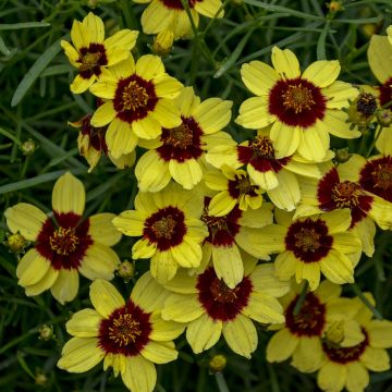 Coreopsis verticillata Sizzle & Spice 'Sassy Saffron' Coreopsis verticillata Sizzle & Spice 'Sassy Saffron'
