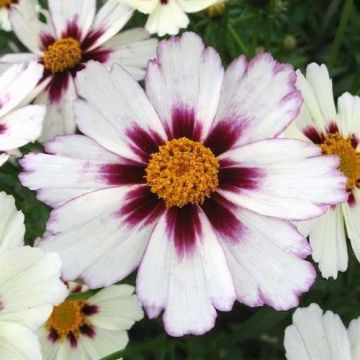 Coreopsis Big Bang Star Cluster