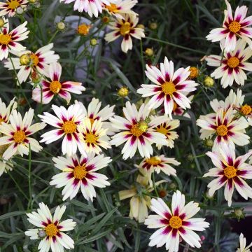 Coreopsis Li"l Bang "Starlight"