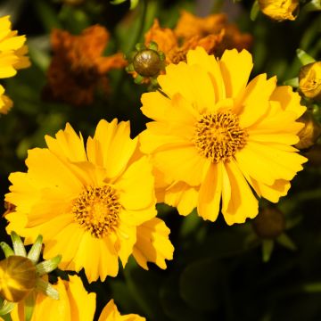 Coreopsis Golden Sphere