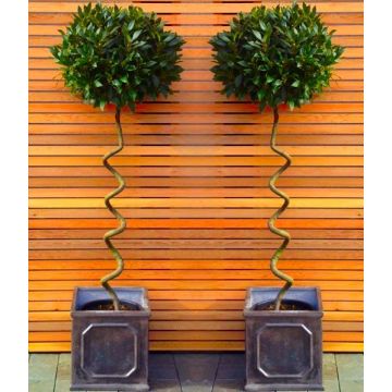 A PAIR of Full Standard Large CORKSCREW Bay Trees (Laurus nobilis)