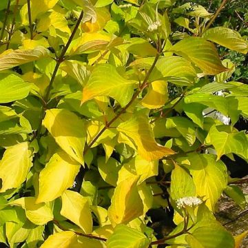 Cornus alba Aurea