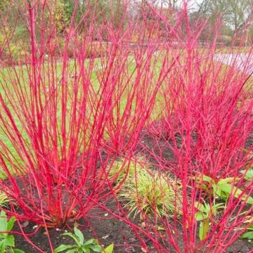 Cornus alba Sibirica - Red Bark Dog Wood - LARGE 140-160cms SPECIMEN