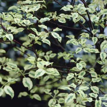 Cornus alternifolia argentea - Pagoda or Wedding Cake Tree