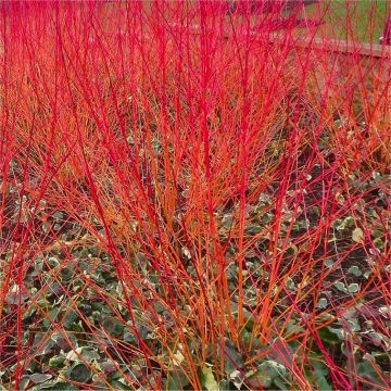 Cornus sanguinea 'Anny's Winter Orange' - Dogwood