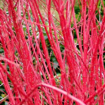 Cornus alba sibirica 'Baton Rouge'