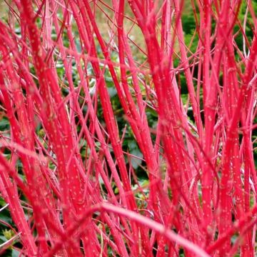 Cornus alba sibirica 'Baton Rouge'