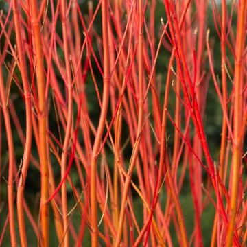 Cornus sericea Cardinal - Dogwood
