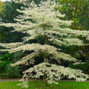 Cornus controversa variegata - Variegated Wedding Cake Tree