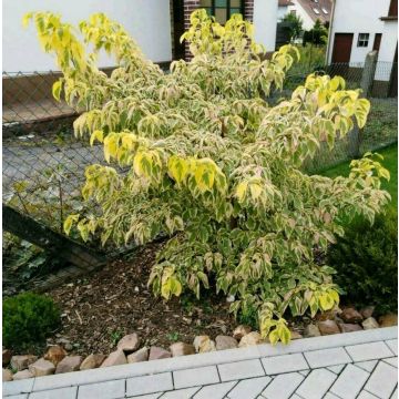 Cornus controversa Gold Star - Wedding Cake Pagoda Tree