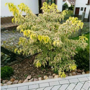 SPECIAL DEAL - Cornus controversa Gold Star - Wedding Cake Pagoda Tree