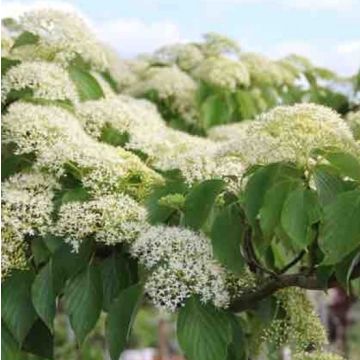 Cornus controversa - Wedding Cake Pagoda Tree - Circa 150-180cm