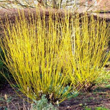 Cornus stolonifera Flaviramea - Golden Dog Wood - Large circa 150cms Plant