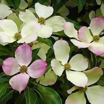 Cornus florida - Flowering Dogwood - Large Specimen Plant