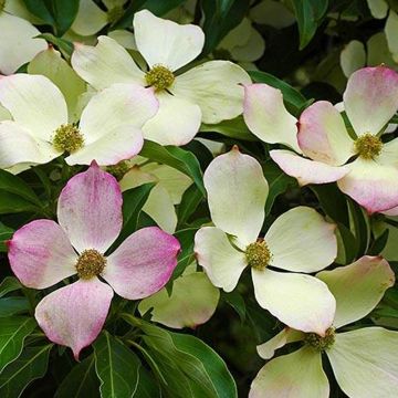 Cornus florida - Flowering Dogwood